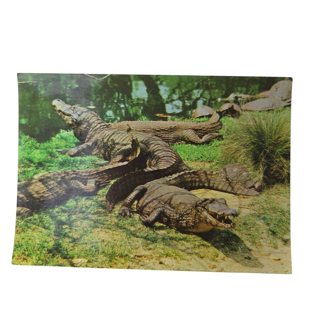 Brasilcolor Jardim Zoologico Sao Paulo Alligator Postcard 74